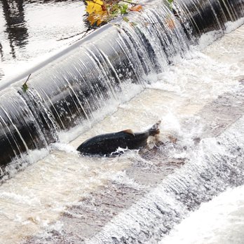 Issaquah Salmon Hatchery - Tours Near Me - Issaquah, Washington