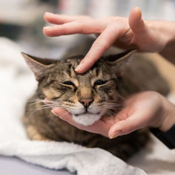 Juno Veterinary - Veterinarians Near Me - Toronto, Ontario