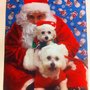 Photo of You Dirty Dogs Pet Grooming