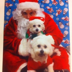 You Dirty Dogs Pet Grooming - Coco and Sugar with Santa