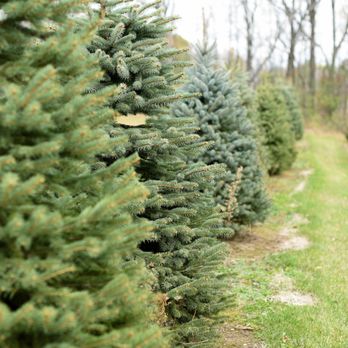 Trees For Less Nursery - Nurseries & Gardening Near Me - Mequon, Wisconsin