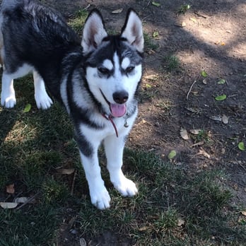 Arbor Dog Park - Dog Parks Near Me - Los Alamitos, California Arbor Dog Park - Dog Parks Near Me - Los Alamitos, California