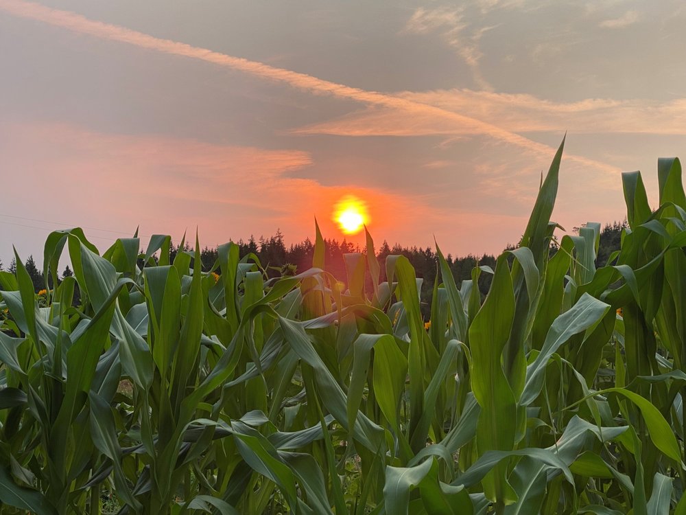 The CoOp Farm And Garden Sequim Washington at Dario Whitehorn blog