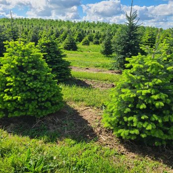 Showers Tree Farm - Christmas Trees Near Me - Aspers, Pennsylvania Showers Tree Farm - Christmas Trees Near Me - Aspers, Pennsylvania
