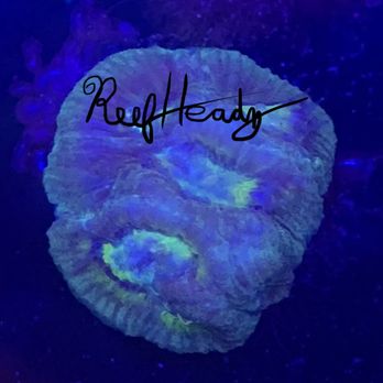 Reef Headz - Local Fish Stores Near Me - Jacksonville, North Carolina Reef Headz - Local Fish Stores Near Me - Jacksonville, North Carolina