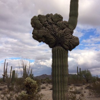 Maricopa Outdoor Adventures - Hikes in the beautiful Sonoran Desert. Learn all about the unique plant and animals! - Hiking Near Me - Maricopa, Arizona Maricopa Outdoor Adventures - Hikes in the beautiful Sonoran Desert. Learn all about the unique plant and animals! - Hiking Near Me - Maricopa, Arizona