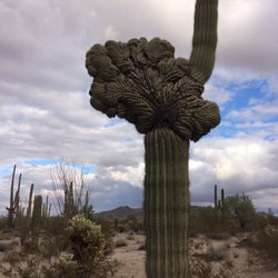 Hikes in the beautiful Sonoran Desert. Learn all about the unique plant and animals!