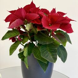 City of La Puente - Poinsettia
