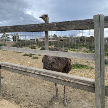 Ostrichland USA - Attraction Farms Near Me - Solvang, California Ostrichland USA - Attraction Farms Near Me - Solvang, California