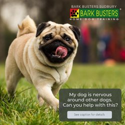 Bark Busters