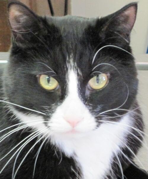 KENTWOOD VETERINARY CLINIC Updated August 2024 601 44th St SE