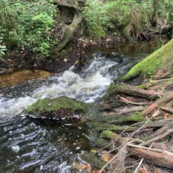 The Myron and Helen Gibbons Nature Preserve - Tiny rapids