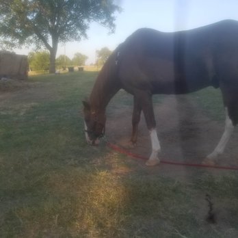 Guarded Heart Farm - RUSTY, MUNCHING GRASS NEAR THE BARN. - Horseback Riding Near Me - Taylor, Texas Guarded Heart Farm - RUSTY, MUNCHING GRASS NEAR THE BARN. - Horseback Riding Near Me - Taylor, Texas