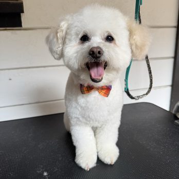 SD Grooming - Ziggy - Pet Groomers Near Me