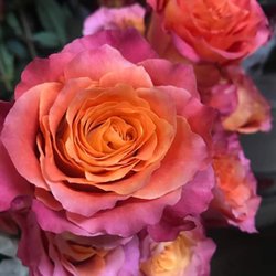 Gladewater Flowers & More - Beautiful Free Spirit Roses we got in.