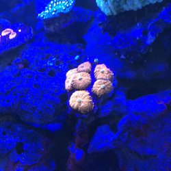 Living Reef Aquariums