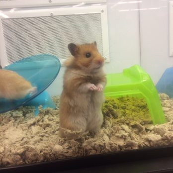 Petco - Isn't he /she cute???? - Pet Stores Near Me - Brooklyn, New York