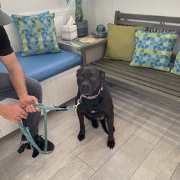 Remi at her favorite vet Remi at her favorite vet
