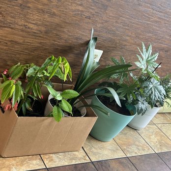 Botta Bing Bagel - two potted plants - Bagels Near Me - Stafford, Virginia