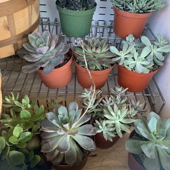 Davis Produce - Succulents - Grocery Near Me - Savannah, Georgia