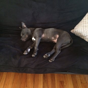 Lehigh Valley Humane Society - Zzzzzzz - Animal Shelters Near Me - Allentown, Pennsylvania Lehigh Valley Humane Society - Zzzzzzz - Animal Shelters Near Me - Allentown, Pennsylvania