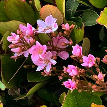 Shady Grove Park - #photography #flower - Parks Near Me - Chino, California Shady Grove Park - #photography #flower - Parks Near Me - Chino, California