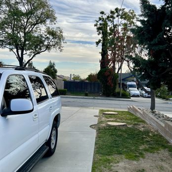 Gavino Tree Service - Palm trees removed - Tree Services Near Me