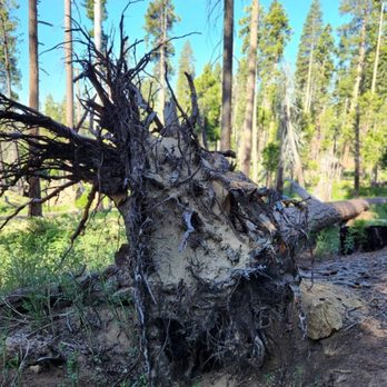 Sierra National Forest - 2025 Jun 3: Perimeter Trail - Hiking Near Me - Clovis, California