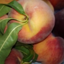 Cody Orchards - Fresh peaches