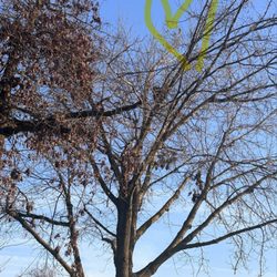 Peterson Park - A little squirrel and bird nests