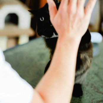 Good Kitty Behavior Consulting and Training - High fives for everyone! - Pet Training Near Me Good Kitty Behavior Consulting and Training - High fives for everyone! - Pet Training Near Me
