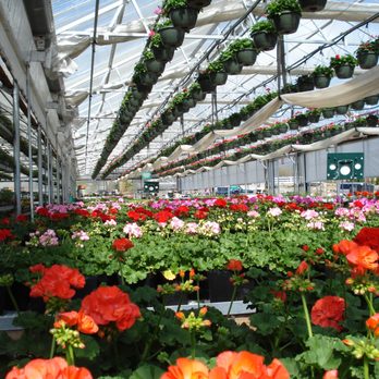 Ashland Greenhouses - Geraniums - Nurseries & Gardening Near Me - Ashland, Oregon Ashland Greenhouses - Geraniums - Nurseries & Gardening Near Me - Ashland, Oregon