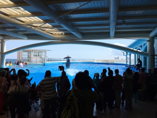 Aquarium of Veracruz by null