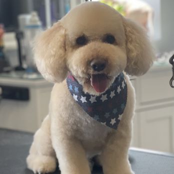 Kanine Kuts - Pet Groomers Near Me - Kenosha, Wisconsin Kanine Kuts - Pet Groomers Near Me - Kenosha, Wisconsin