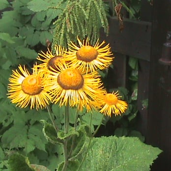 Botanischer Garten Schellerhau - Museums Near Me - Altenberg, SN