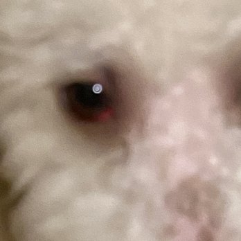 Cut & Dry Pet Salon - His eyes the morning after visiting Cut and Dry Pet Salon. - Pet Groomers Near Me - Glendale, Arizona
