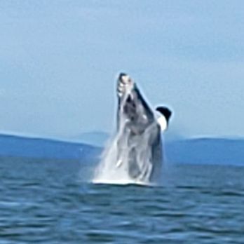 Steveston Seabreeze Adventures - A special treat we were told. Jade is the perfect naturalist for your tour. - Boating Near Me - Richmond, British Columbia Steveston Seabreeze Adventures - A special treat we were told. Jade is the perfect naturalist for your tour. - Boating Near Me - Richmond, British Columbia
