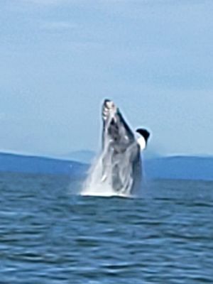 Steveston Seabreeze Adventures Vancouver by null