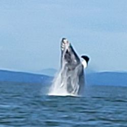 Steveston Seabreeze Adventures - A special treat we were told. Jade is the perfect naturalist for your tour.