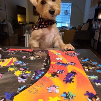 There's No Place Like Home Mobile Pet Spa - Sparky post-grooming, puzzle - Pet Groomers Near Me - Berkeley , California There's No Place Like Home Mobile Pet Spa - Sparky post-grooming, puzzle - Pet Groomers Near Me - Berkeley , California