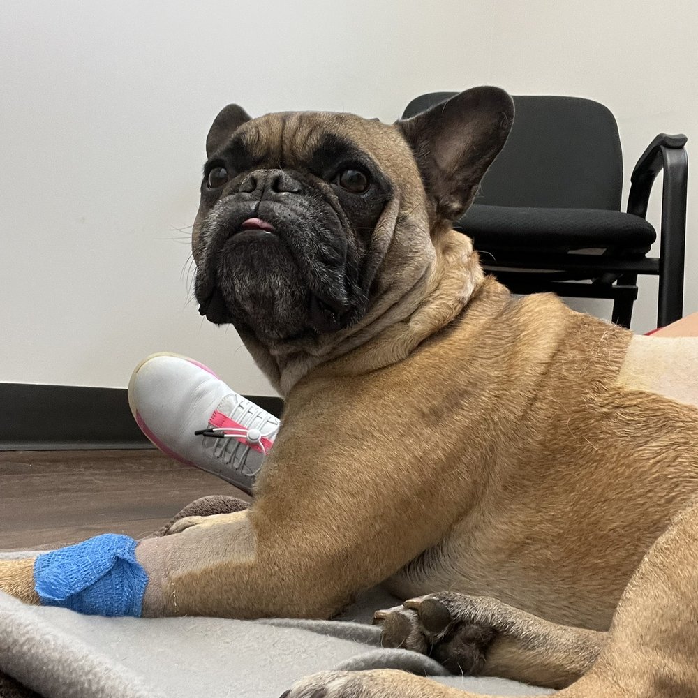 Bluff City Veterinary Specialists - Veterinarians Near Me - Memphis, Tennessee Bluff City Veterinary Specialists - Veterinarians Near Me - Memphis, Tennessee