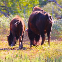 Lyndon B Johnson State Park & Historic Site