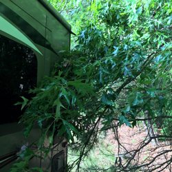 Fuquay Storage - Camper parked in trees when brought out of storage for pickup