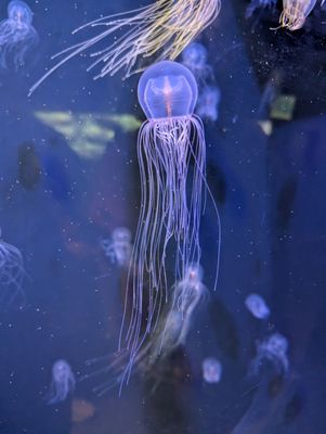 Aquarium of the Pacific by null