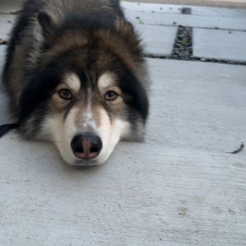 In Line K9 - Pet Training Near Me