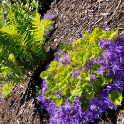 Skagit Symphony's Garden Tour