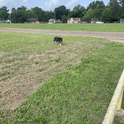 Cowdog eating rodeo grass