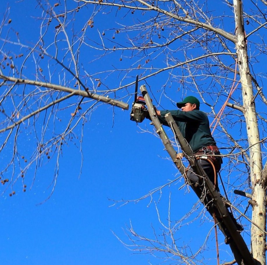 Sanchez And Sons Services - tree service in Austin, TX