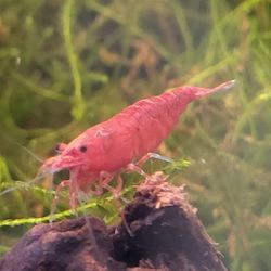 Bob's Tropical Fish