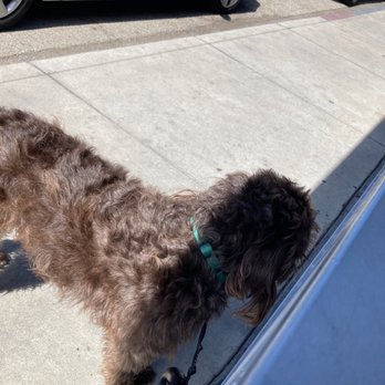 Nick's On 2nd - Coco had to sit outside of the outdoor patio :*( - New American Near Me - Long Beach, California